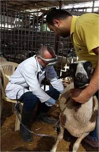 2024 termurah genggam portabel dokter hewan pemindai Ultrasound <span class=keywords><strong>probe</strong></span> Mini mesin Ultrasound untuk reproduksi - Product Image 4