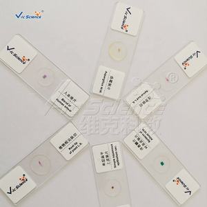 Lames préparées d'histologie humaine : Papille gustative de la langue de lapin, organes sensoriels humains, histologie médicale - Product Image 6