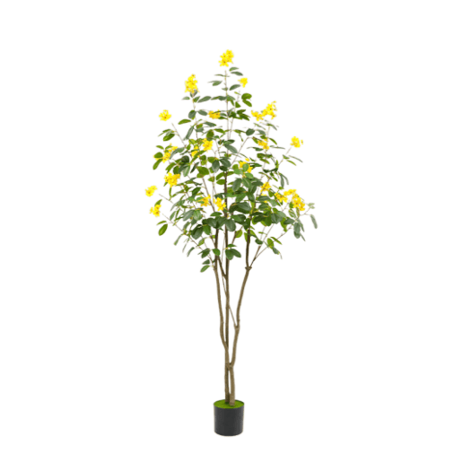 Jasmin jaune 4