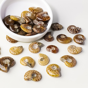 Vente en gros <span class=keywords><strong>de</strong></span> fossiles d'ammonites en cristal naturel <span class=keywords><strong>de</strong></span> bave <span class=keywords><strong>de</strong></span> coquillage, pour collection et décoration intérieure - Product Image 5