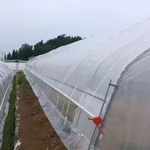 Agricultura Policarbonato Estufa com sistema hidropônico para fazenda vertical