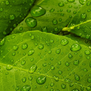 ใบมะนาวแห้งของไทยเหมาะสำหรับรสชาติของประเทศไทย - Product Image 1