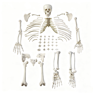 Modelo <span class=keywords><strong>de</strong></span> Anatomía <span class=keywords><strong>de</strong></span> esqueleto desarticulado <span class=keywords><strong>de</strong></span> tamaño real - Product Image 1