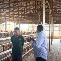 Offre Spéciale – Cages à Poules Pondeuses de Type A à 3/4 Niveaux pour 96, 120, 128, 160 Poules, Idéales pour Poulaillers de 5000 Poulets