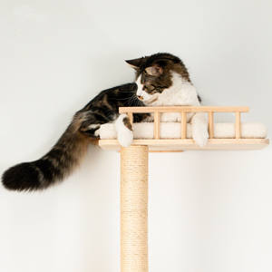 <span class=keywords><strong>Casa</strong></span> <span class=keywords><strong>de</strong></span> árbol <span class=keywords><strong>de</strong></span> madera personalizable condominio <span class=keywords><strong>de</strong></span> árbol <span class=keywords><strong>de</strong></span> rascar <span class=keywords><strong>de</strong></span> escalada grande <span class=keywords><strong>de</strong></span> lujo moderno <span class=keywords><strong>con</strong></span> raspadores y cama para gatos directo <span class=keywords><strong>de</strong></span> fábrica - Product Image 2