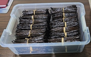 Vanilla Planifolia tradicional de preparación al por mayor de calidad superior de Madagascar >18 cm Bourbon Vanilla - Product Image 4