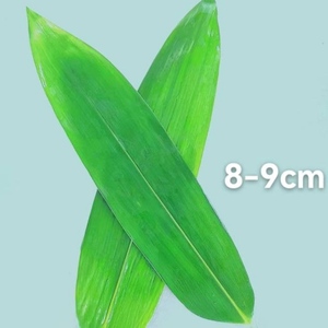 Venta al por mayor <span class=keywords><strong>de</strong></span> hojas <span class=keywords><strong>de</strong></span> bambú secas <span class=keywords><strong>de</strong></span> alta calidad productos <span class=keywords><strong>de</strong></span> hojas <span class=keywords><strong>de</strong></span> bambú para restaurante - Product Image 2