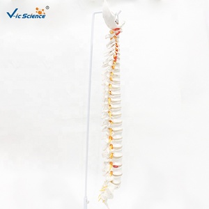 Modèle de <span class=keywords><strong>squelette</strong></span> humain en PVC grandeur nature pour l'enseignement des sciences médicales et la formation en anatomie - Product Image 6