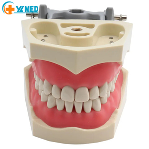 <span class=keywords><strong>Modelo</strong></span> Dental <span class=keywords><strong>Estándar</strong></span> 32 con Dientes Desmontables para Enseñanza y Entrenamiento en Ciencias Médicas con Destornillador CE/ISO - Product Image 1