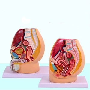 Nữ hệ thống tiết niệu và sinh sản Mẫu giải phẫu y học của cơ thể con người giảng dạy mô phỏng mô hình vùng chậu nữ - Product Image 2