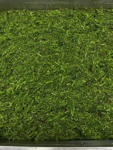 <span class=keywords><strong>Algues</strong></span> Wakame biologiques de qualité supérieure Chine aliments verts frais/séchés <span class=keywords><strong>algues</strong></span> hypocaloriques - Product Image 4