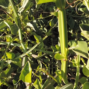Pur 20:1 Cissus Quadrangularis poudre d'extrait de racine de plantes de qualité alimentaire extrait par solvant fabriqué en Inde emballé dans un tambour - Product Image 1