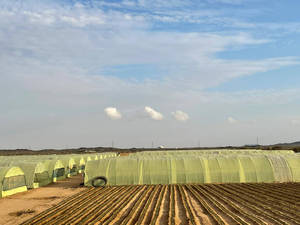 Film <span class=keywords><strong>de</strong></span> <span class=keywords><strong>serre</strong></span> jaune stabilisé aux UV 6MIL <span class=keywords><strong>pour</strong></span> l'agriculture, la fleuriculture, la protection contre la pluie, bâche en <span class=keywords><strong>plastique</strong></span> - Product Image 4