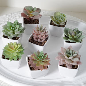Gran oferta de <span class=keywords><strong>suculentas</strong></span> falsas realistas personalizables que no se desvanecen <span class=keywords><strong>plantas</strong></span> <span class=keywords><strong>suculentas</strong></span> artificiales en maceta para decoración de oficina en casa - Product Image 5