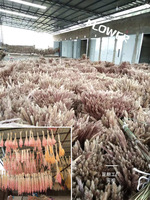 Q069 Reed rumput Pampas kering alami grosir bunga buatan kering untuk dekorasi rumah pernikahan Reed rumput Pampas kering