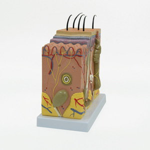 Modèle de peau 3D 70x pour l'enseignement médical en dermatologie : Modèle anatomique agrandi des couches et de la structure de la peau humaine - Product Image 2