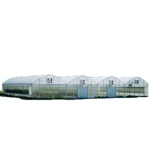 Modern Agriculture Plastic Film Multi-Span Greenhouse with Cooling System for Vegetables/Fruits/Flowers/Tomato/Pepper/Strawberry