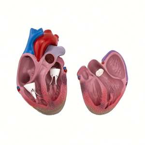 Modèle de maladies secondaires du diabète KyrenMed Modèle d'organe humain Modèle de diabète pathologique comprenant 8 parties Ensemble de diabète de type 2 - Product Image 6