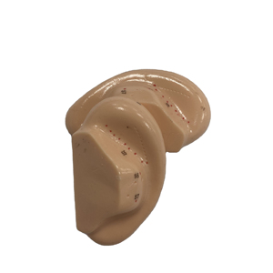 Hot Sale Acupuntura Humana Modelo 7.5cm Ear Acupuntura Modelo Soft Flexível Ear Displays para Acupuntura - Product Image 3