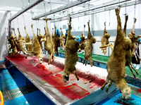 Abattoir halal pour moutons, processus d'abattage de la viande d'agneau