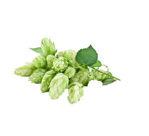 ホップエキス複数仕様工場用品 - Product Image 3