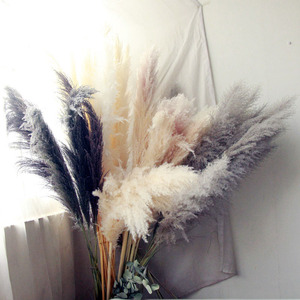AF9002 Flores decorativas secas naturales duraderas coloridas Fragmites de caña grande communis pampas Gras - Product Image 5