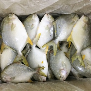 Pompano Dorado Entero Congelado IQF IWP de Gran Tamaño (800g+), Peso Neto 70%, Paquete Familiar, 40 lb, Producto Agrícola Chino - Product Image 2