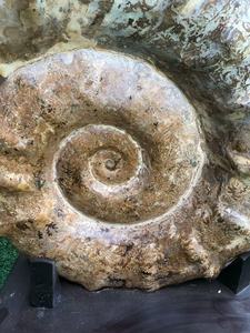 Bouclier naturel Ammonite Pièce ornementale Grand bouclier doré <span class=keywords><strong>Escargot</strong></span> <span class=keywords><strong>fossile</strong></span> Ancien spécimen biologique d'un <span class=keywords><strong>escargot</strong></span> <span class=keywords><strong>de</strong></span> <span class=keywords><strong>mer</strong></span> - Product Image 4