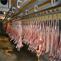 Projet clé en main d'équipement d'abattage de 1000 moutons, machine d'abattage de moutons, ligne d'abattage de moutons