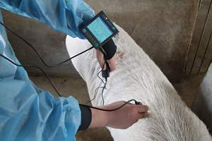 Veterinär-Hand ultraschall gerät Elektrisches Ultraschall diagnose instrument Wieder verwendbare Funktion - Product Image 5
