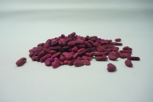 โบตานี ซานติกา: ผู้จัดจำหน่ายเมล็ดพันธุ์ถั่วยาวพันธุ์ผลผลิตสูง ทนทานต่อไวรัส - Product Image 3