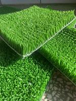Tapis d'extérieur durable et réutilisable à semelle épaisse en herbe dorée, vente en gros directe d'usine