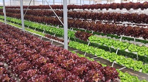 Bac de plantation hydroponique NFT, gouttière NFT en <span class=keywords><strong>PVC</strong></span> résistant aux UV pour l'agriculture verticale commerciale - Product Image 5