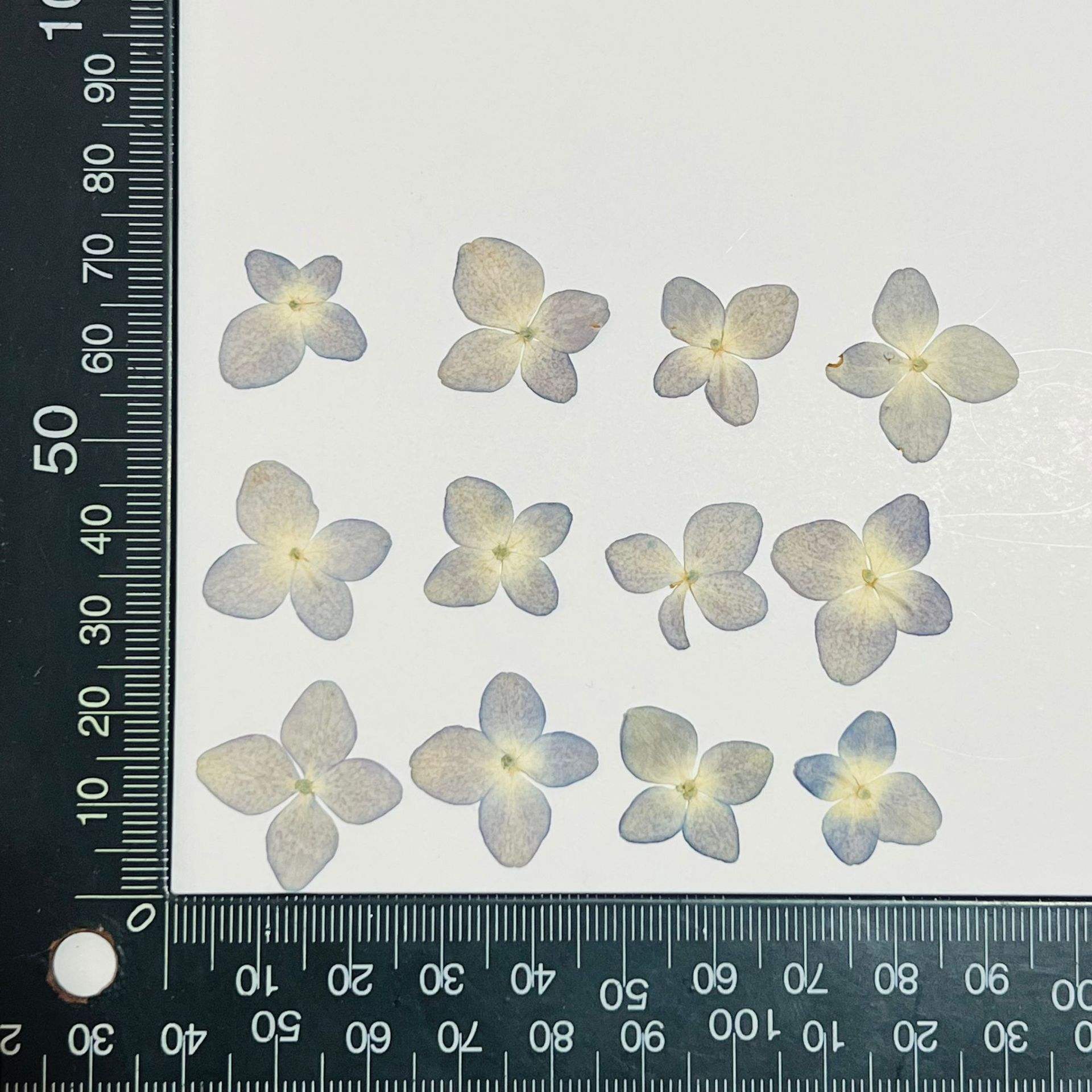 Hydrangea bleu clair petite taille (12 fleurs dans un paquet, fané)