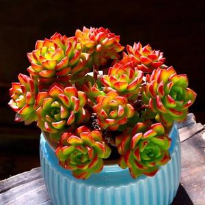 Suelo hortícola de <span class=keywords><strong>Akadama</strong></span> para suculentas, cactus y orquídeas, promueve un fuerte desarrollo de raíces y aireación - Product Image 5