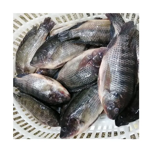 Pescado de tilapia, tamaño 500-800, 17 piezas por cartón