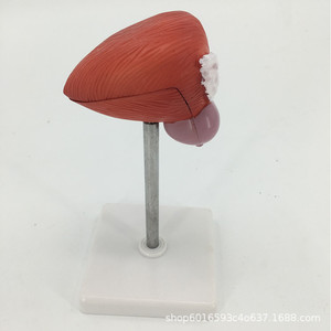 Modèle médical de vessie, modèle du système urinaire, modèle de structure transversale de la vessie, modèle pédagogique de la structure urinaire - Product Image 2