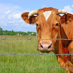 Produk pertanian USA untuk bidang tanaman kuda ternak kawat berduri galvanis <span class=keywords><strong>2</strong></span> titik kawat ganda kawat berduri terpilin <span class=keywords><strong>2</strong></span>.2mm <span class=keywords><strong>2</strong></span>.<span class=keywords><strong>5mm</strong></span> - Product Image 2