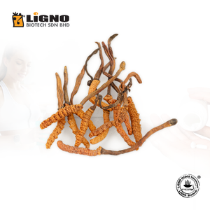 ผู้ผลิตมาเลเซีย Ophiocordyceps sinensis LiGNO OCS02 ผงสกัดบริสุทธิ์สูง เหมาะสำหรับอาหารเสริม B2B - Product Image 1