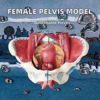 Modèle de bassin féminin détachable avec vaisseaux reproducteurs et utérus neuromusculaire pour les études d'anatomie humaine en sciences médicales