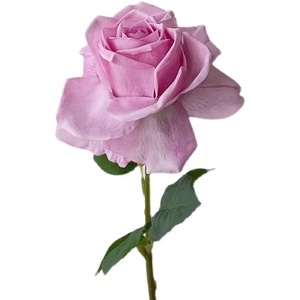 O-X3043 Roses artificielles de haute qualité, aspect réaliste, décoratives pour mariage, blanches, rouges, ivoire, pour la décoration de la maison et des mariages - Product Image 4