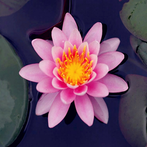 Nymphaea 'Princess <span class=keywords><strong>Elizabeth</strong></span>' - une plante aquatique adaptée aux bassins de jardin et aux serres - Nénuphar 'Princess <span class=keywords><strong>Elizabeth</strong></span>' - Product Image 3