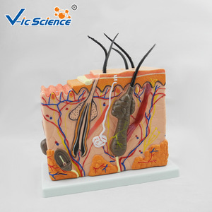 Modèle de peau agrandi de taille moyenne ; modèle anatomique de la structure du tissu cutané humain ; démonstration pédagogique en biomedicale. - Product Image 1