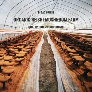 Ganoderma lucidum תמצית כוח לינגג'י קפסולות פטריות רישי אורגניות קפסולת אבקת דרגי רקיק שבור - Product Image 4