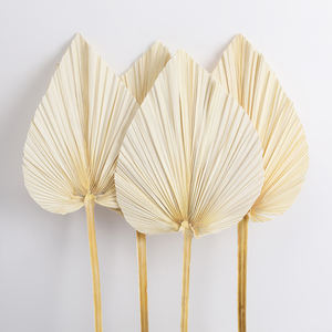 Feuilles <span class=keywords><strong>de</strong></span> <span class=keywords><strong>palmier</strong></span> séchées tropicales naturelles, éventails <span class=keywords><strong>de</strong></span> <span class=keywords><strong>palmier</strong></span> séchés Boho, feuilles sèches décoratives, fleurs séchées pour la maison, la cuisine et le mariage - Product Image 3