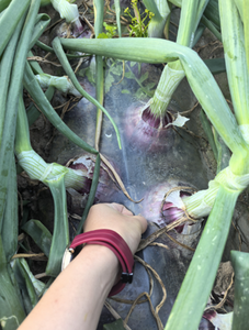 Solution nutritive personnalisée pour l'agriculture en gros OEM 2025, sac de poudre soluble dans l'eau, <span class=keywords><strong>engrais</strong></span> organique NPK, oligo-marines n°2 - Product Image 4