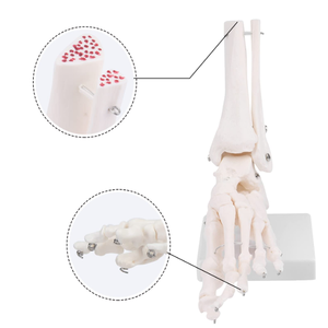 Modelo de cuerpo humano PVC silicona marco de plástico chino modelo masaje de pies modelo de pie 3D - Product Image 5