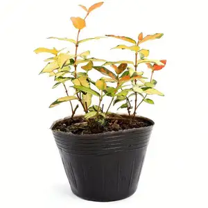 小さな鉢植えプランター、盆栽ガーデン、12*12cm、植物の花の種、小さなプラスチックポット