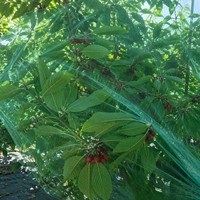 Filet anti-oiseaux en HDPE tricoté, stabilisé aux UV, pour jardin, verger, légumes et protection des cultures
