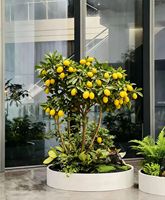Direct van de fabriek: populaire kunstmatige citroenboom bonsai, groene plant in pot voor binnen- en buitendecoratie